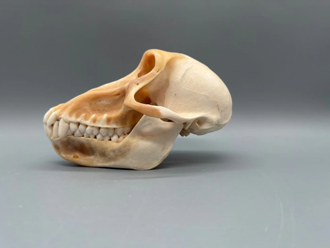 Monkey Skull - Papio Ursinus - 10 cm - 10 cm - 17 cm...