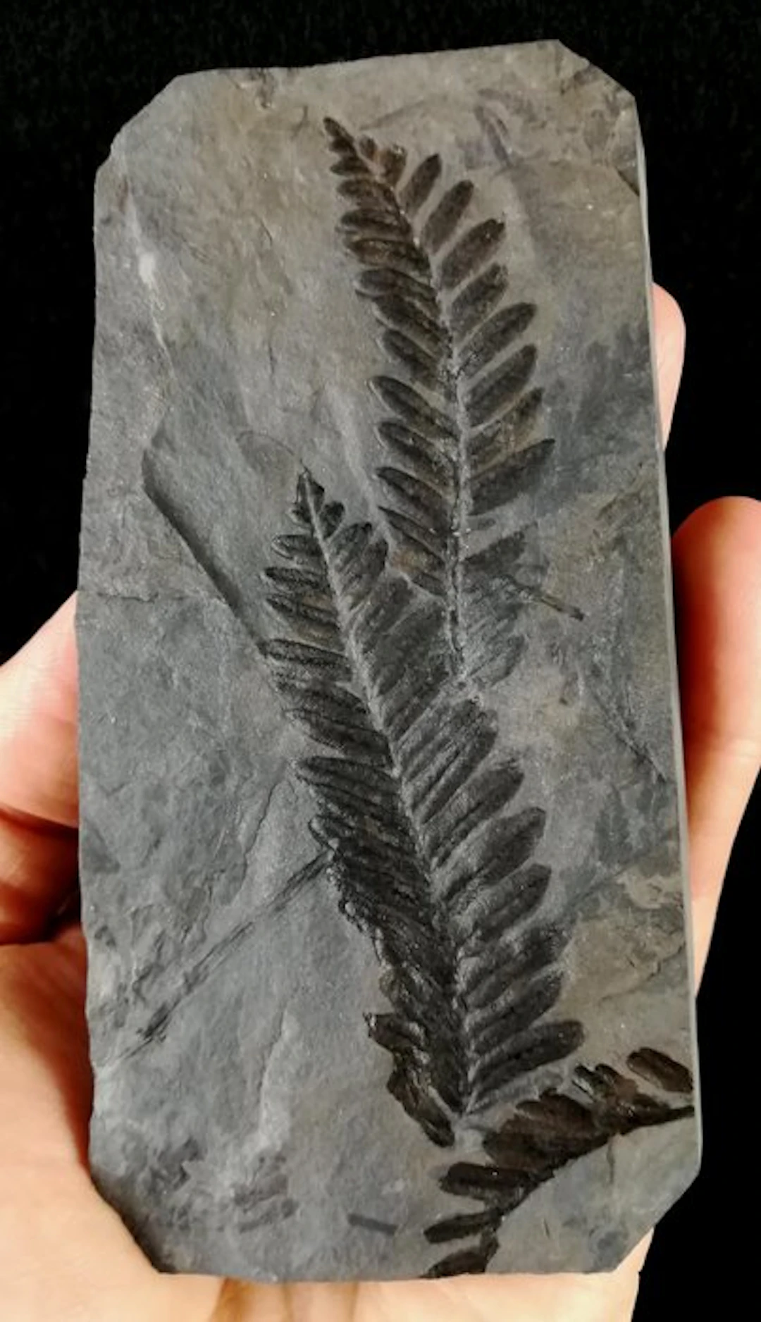 Fossil plant with exceptional preservation!! - Fossil...