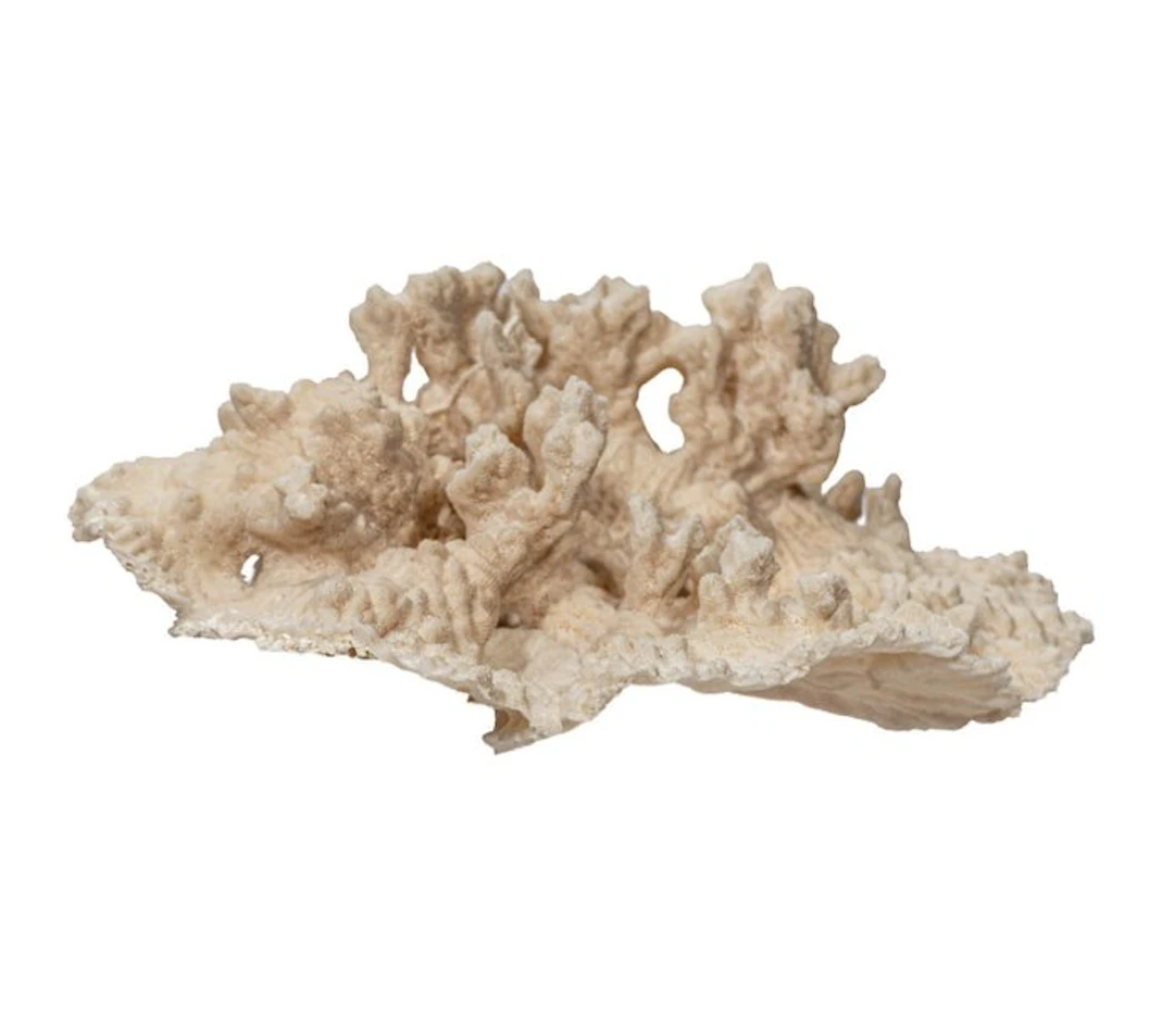 Rarity: Large Turbinaria frondens coral