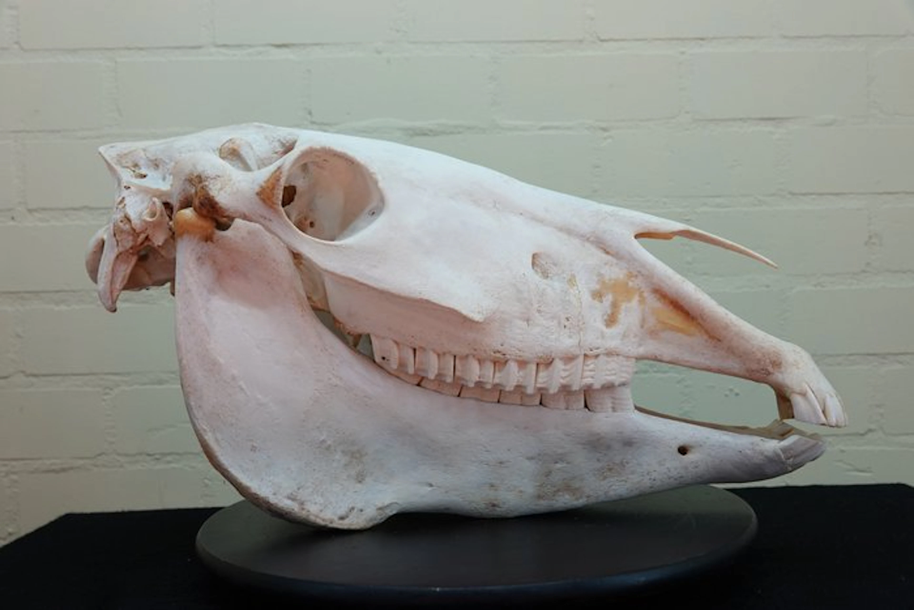 horse skull Skull - Equus caballa - 0 cm - 53 cm - 0 cm- Non-CITES species