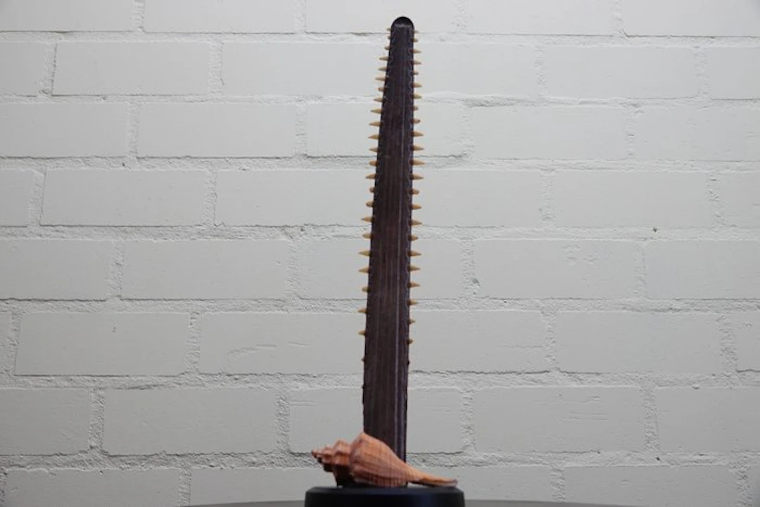 sawfish Rostrum on stand - pristinadae - 40 cm - 12 cm...