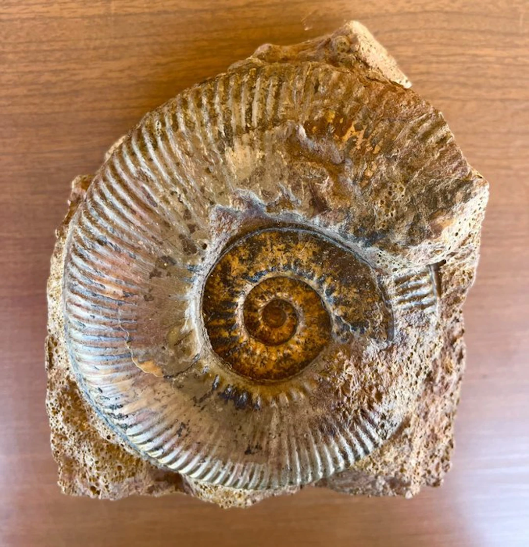 Ammonite - Fossilised shell - V.large Hammatoceras Insigne ammonite
