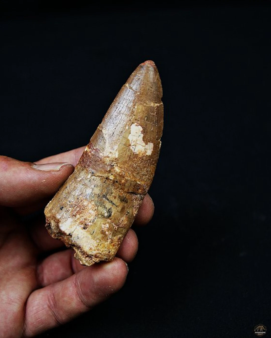 Dinosaur - Fossil tooth - Carcharodontosaurus saharicus