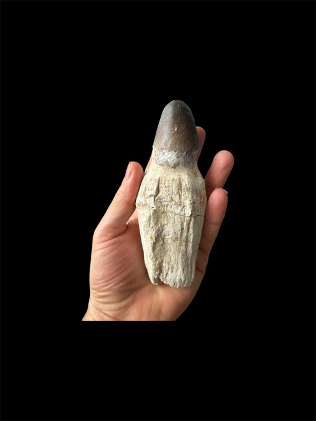 Mosasaur - Fossil tooth - 15 cm (No reserve price)