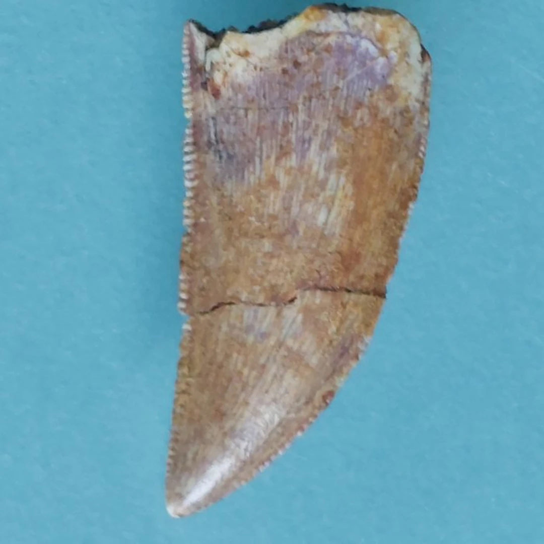 Dinosaur - Fossil tooth - Abelisaurus - 22 mm - 12 mm (No reserve price)