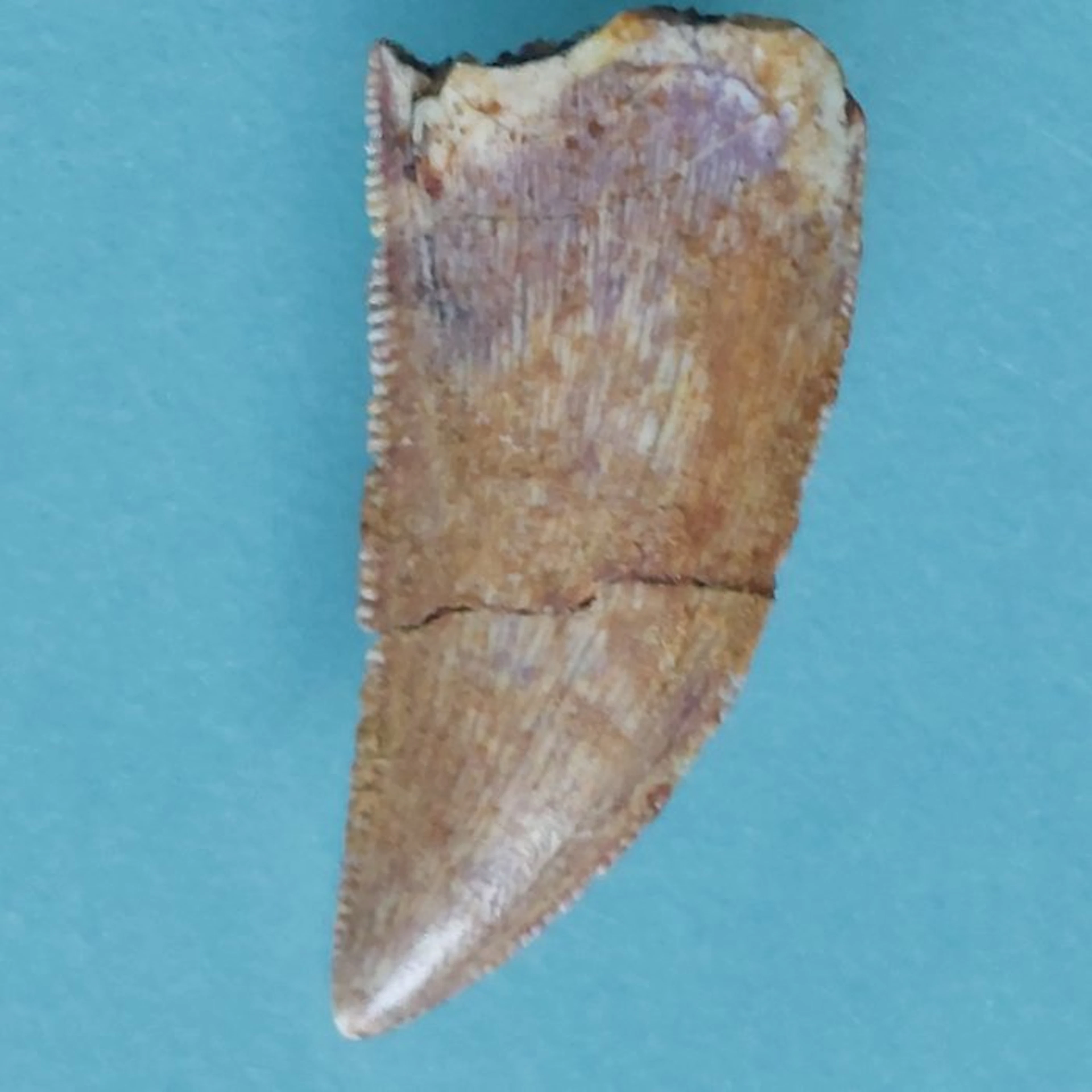 Dinosaur - Fossil tooth - Abelisaurus - 22 mm - 12 mm (No reserve price)