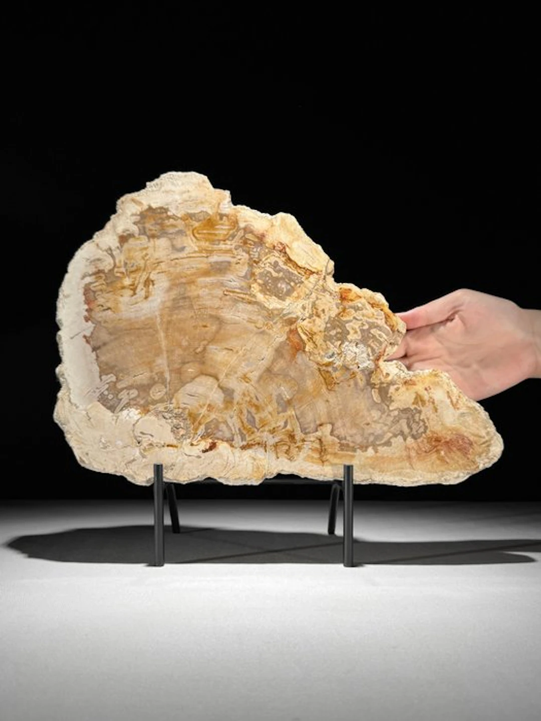 Wonderful Slice of Petrified Wood on a custom stand...