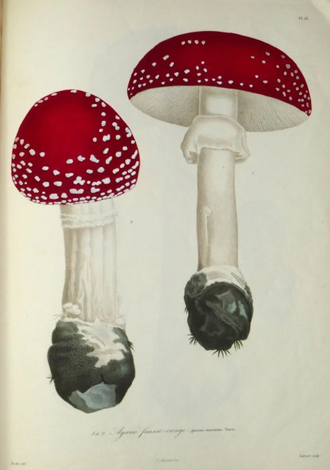 Joseph Roques - 24 superbes planches gravées en couleurs...