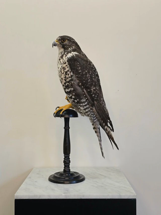 Gyrfalcon Taxidermy full body mount - Falco rusticolus...