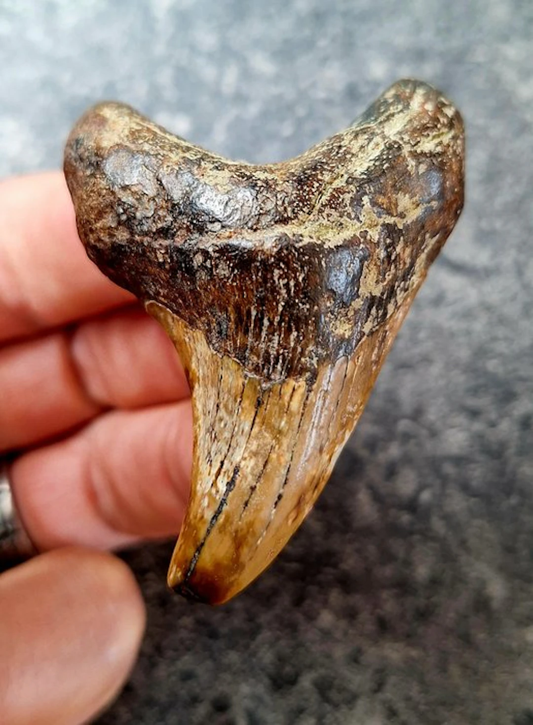 Shark - Fossil tooth - Parotodus benedenii, - 6.3 cm - 4.5 cm