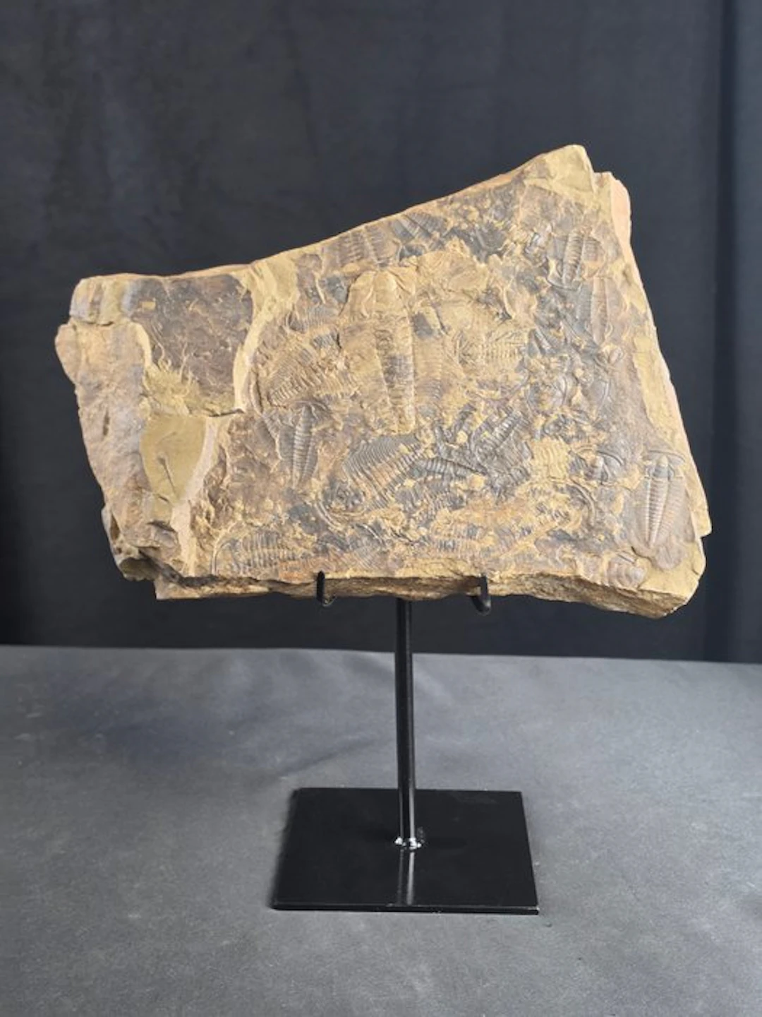 Trilobite - Fossilised animal - Large Trilobite Fossil...