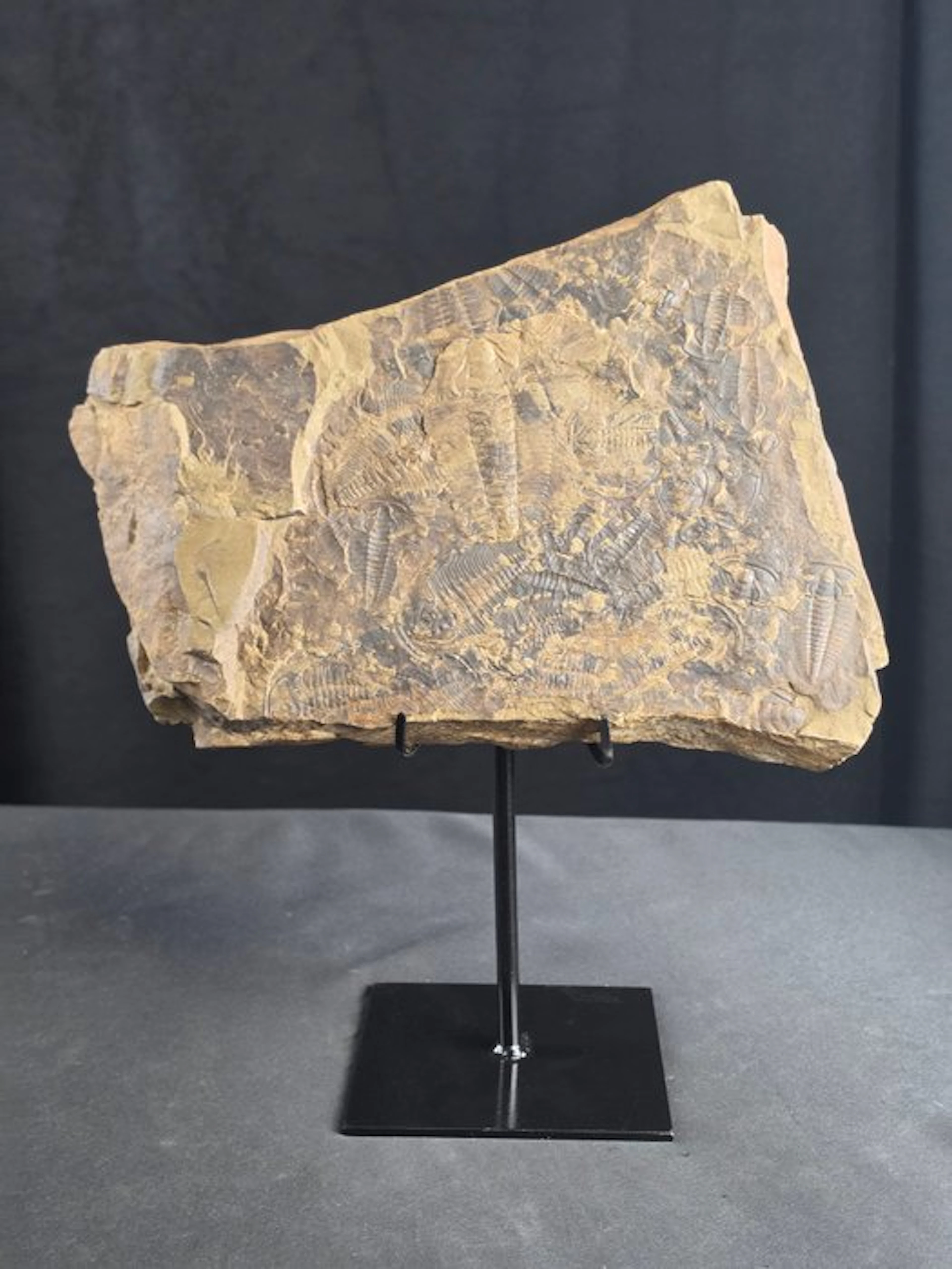 Trilobite - Fossilised animal - Large Trilobite Fossil...