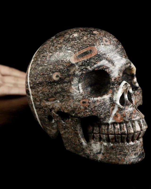 3.278 kg; 17.10 × 13.10 cm; fossil XXL skull crinoid...