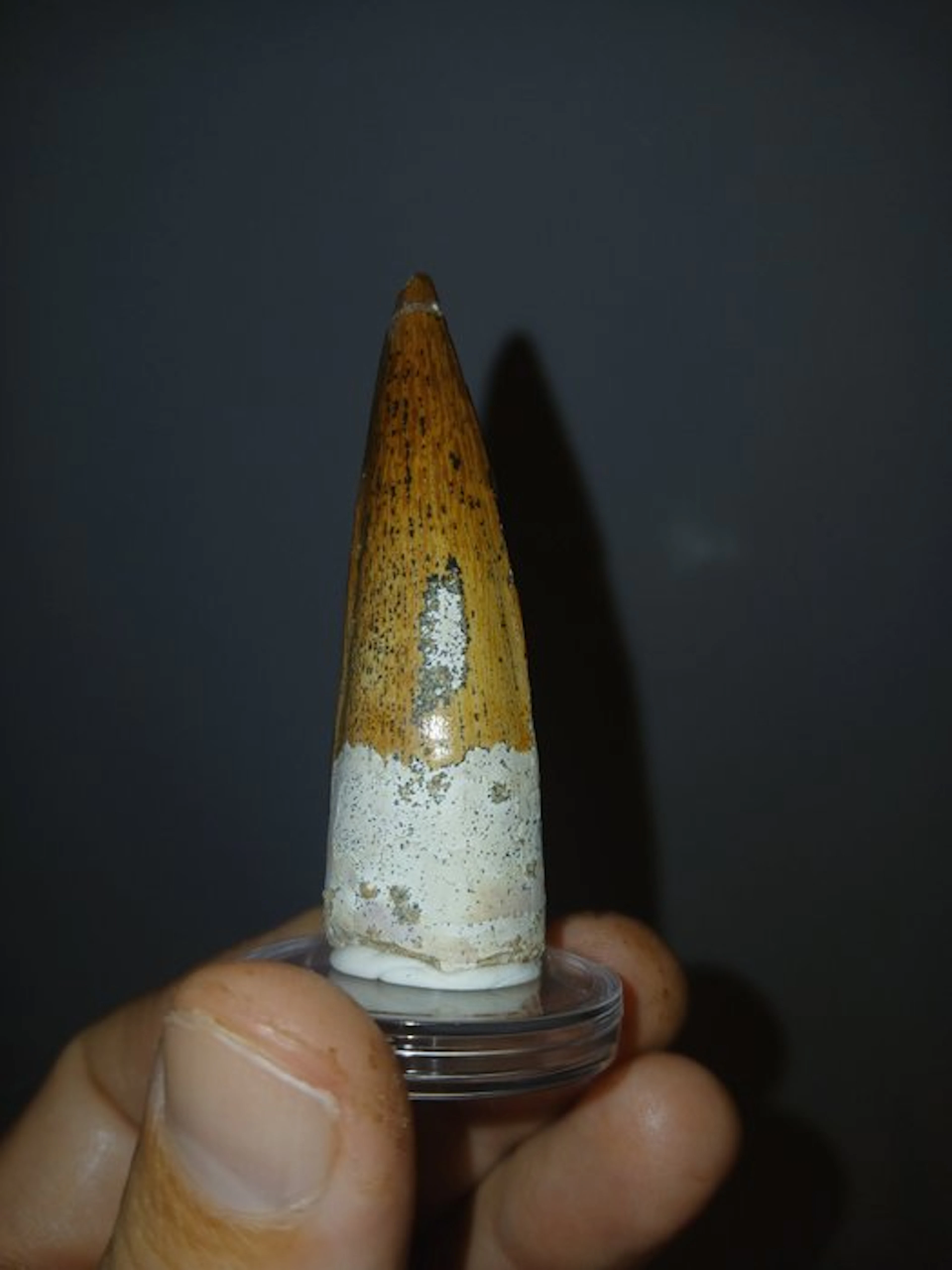 Spinosaurus tooth - Fossil tooth - Spinosaurus...