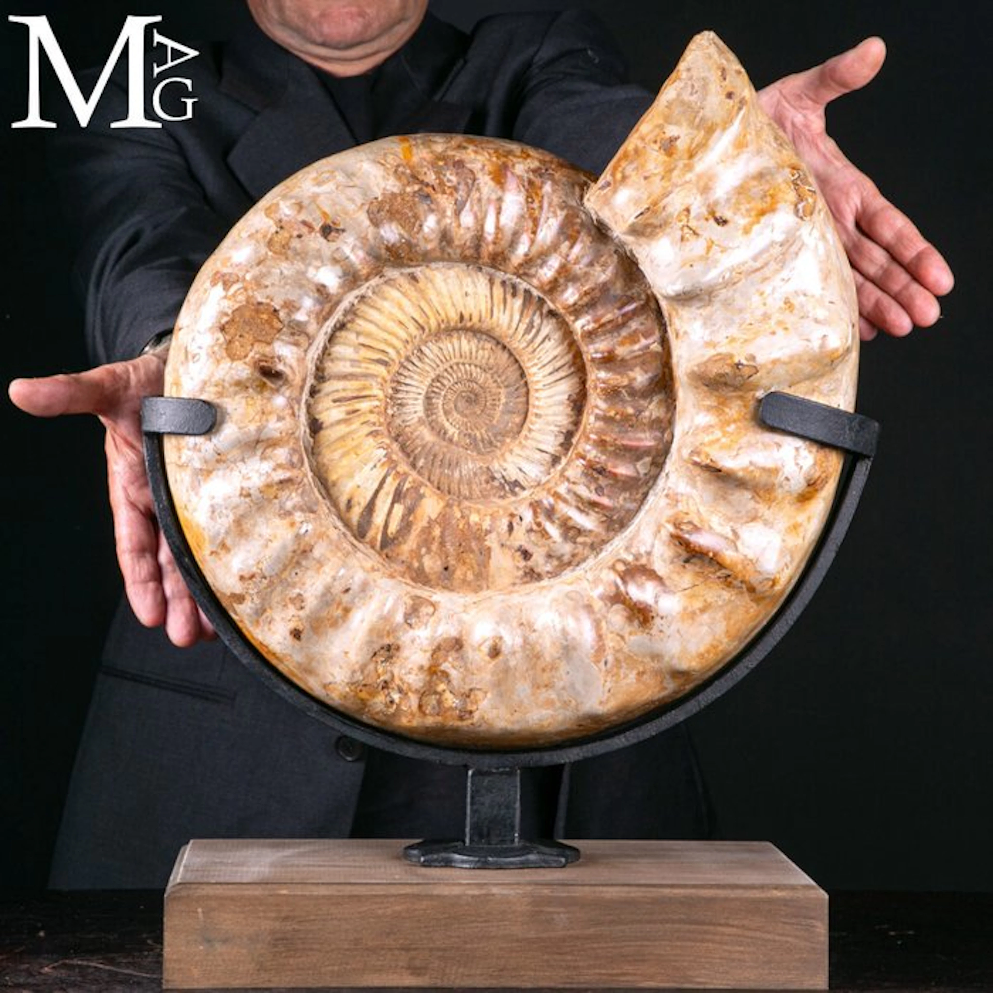 Large Ammonite - Primordial Ocean - Douvilleiceras –...