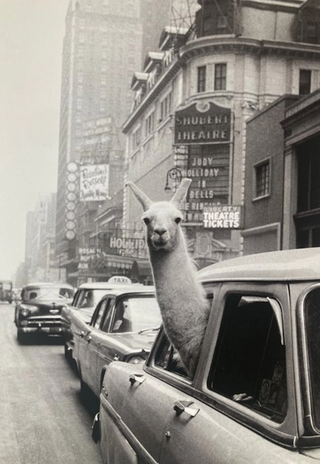 Inge Morath (1923-2002) - Magnum Photos - A llama in Times Square
