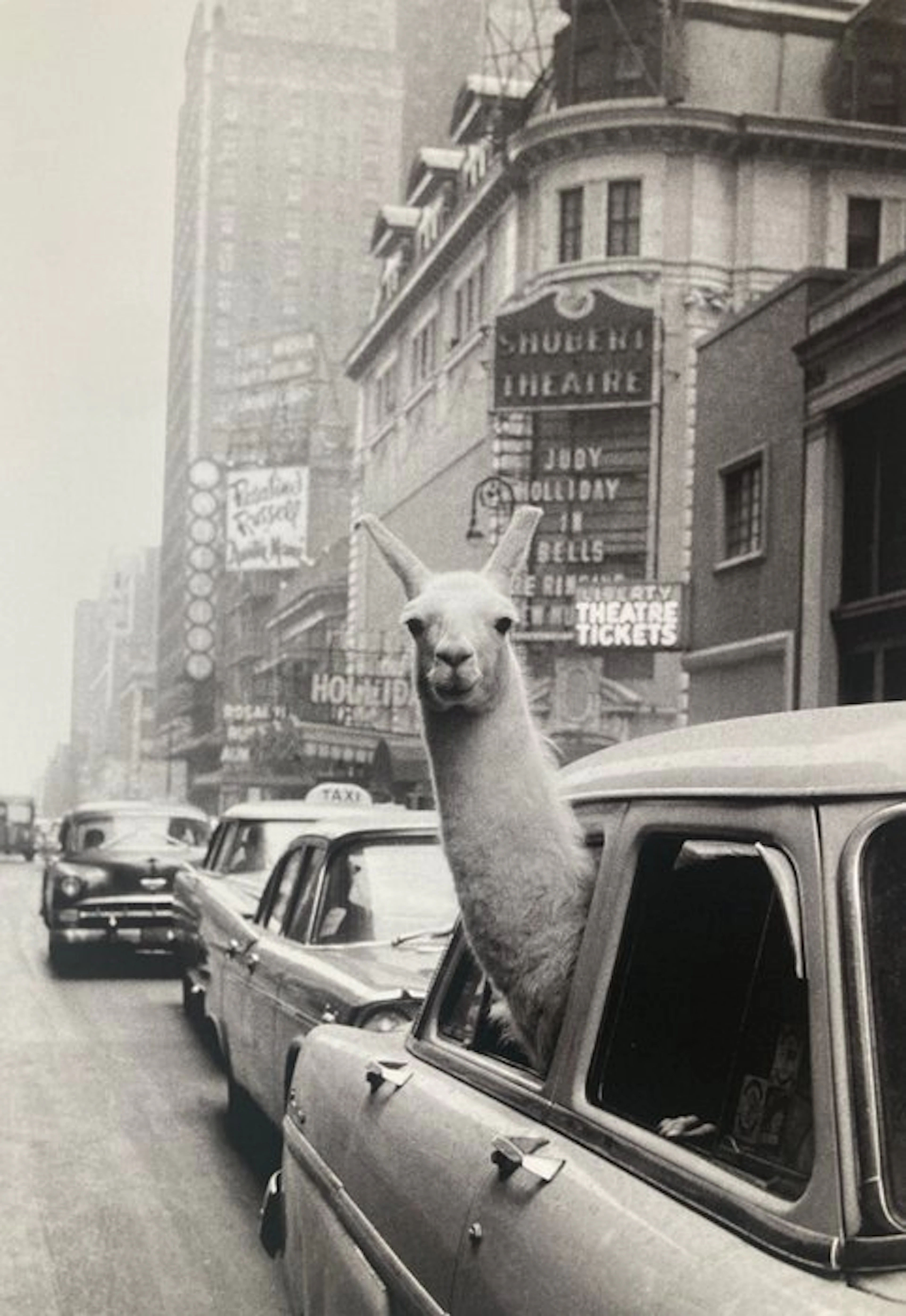 Inge Morath (1923-2002) - Magnum Photos - A llama in Times Square