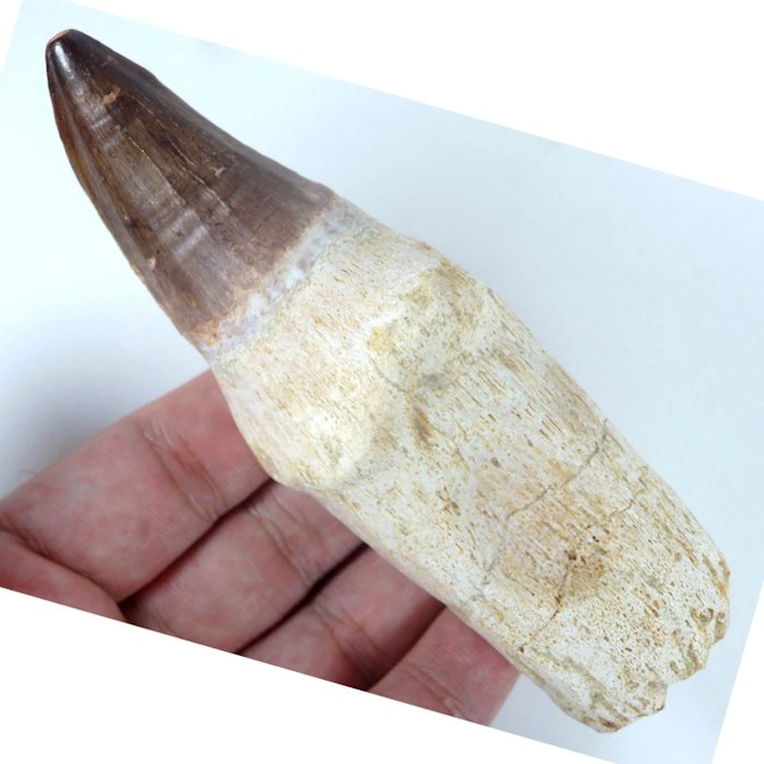 Mosasaur tooth - Big - Fossil tooth - Leiodon bauguei...