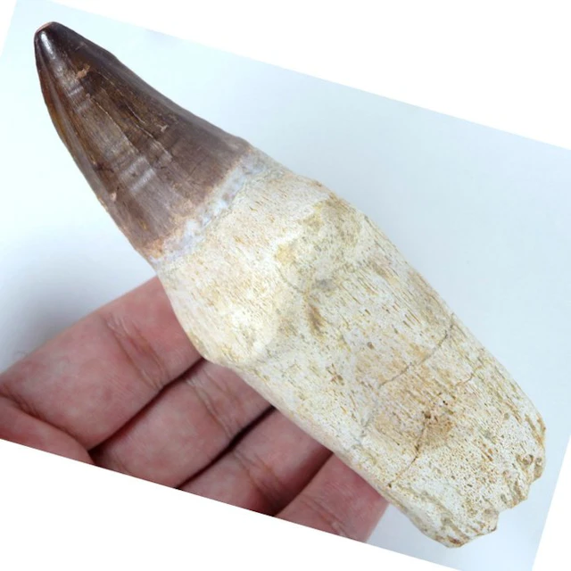 Mosasaur tooth - Big - Fossil tooth - Leiodon bauguei...