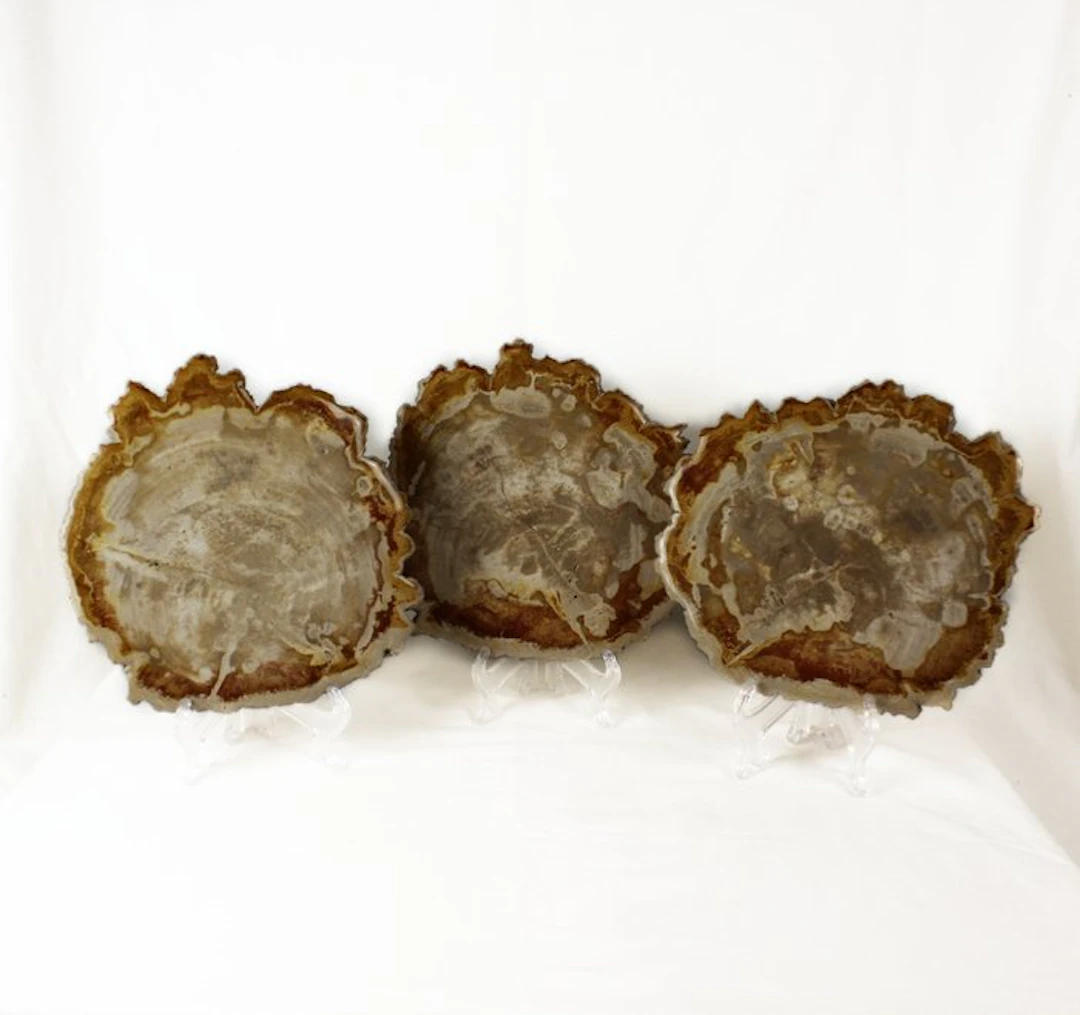 Petrified wood slices - Fossilised wood - Dipterocarpus...