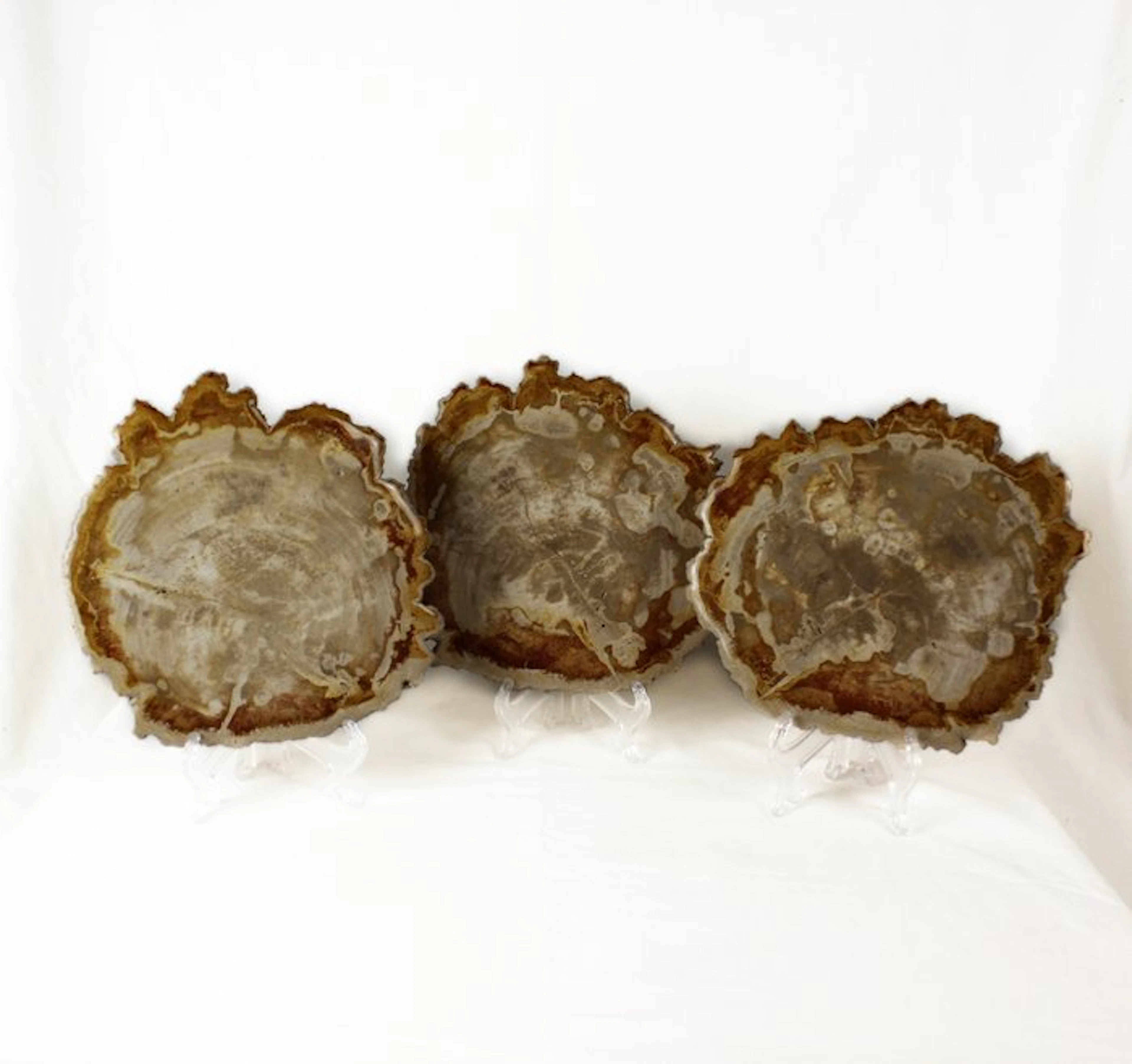 Petrified wood slices - Fossilised wood - Dipterocarpus...