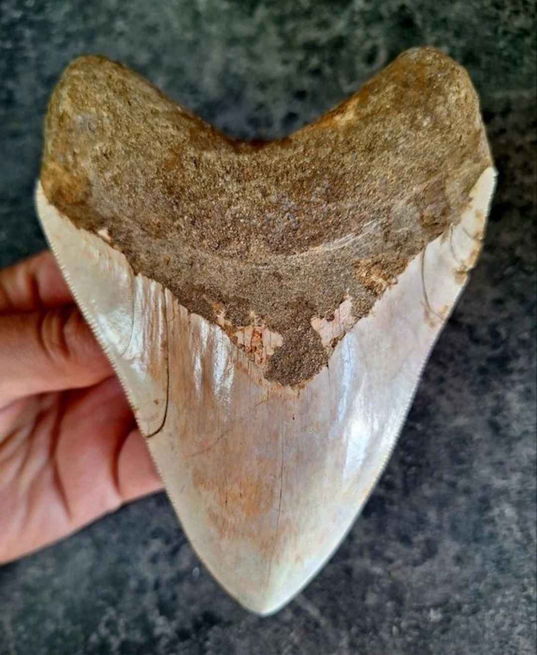 Megalodon - Fossil tooth - 14.5 cm - 10.8 cm