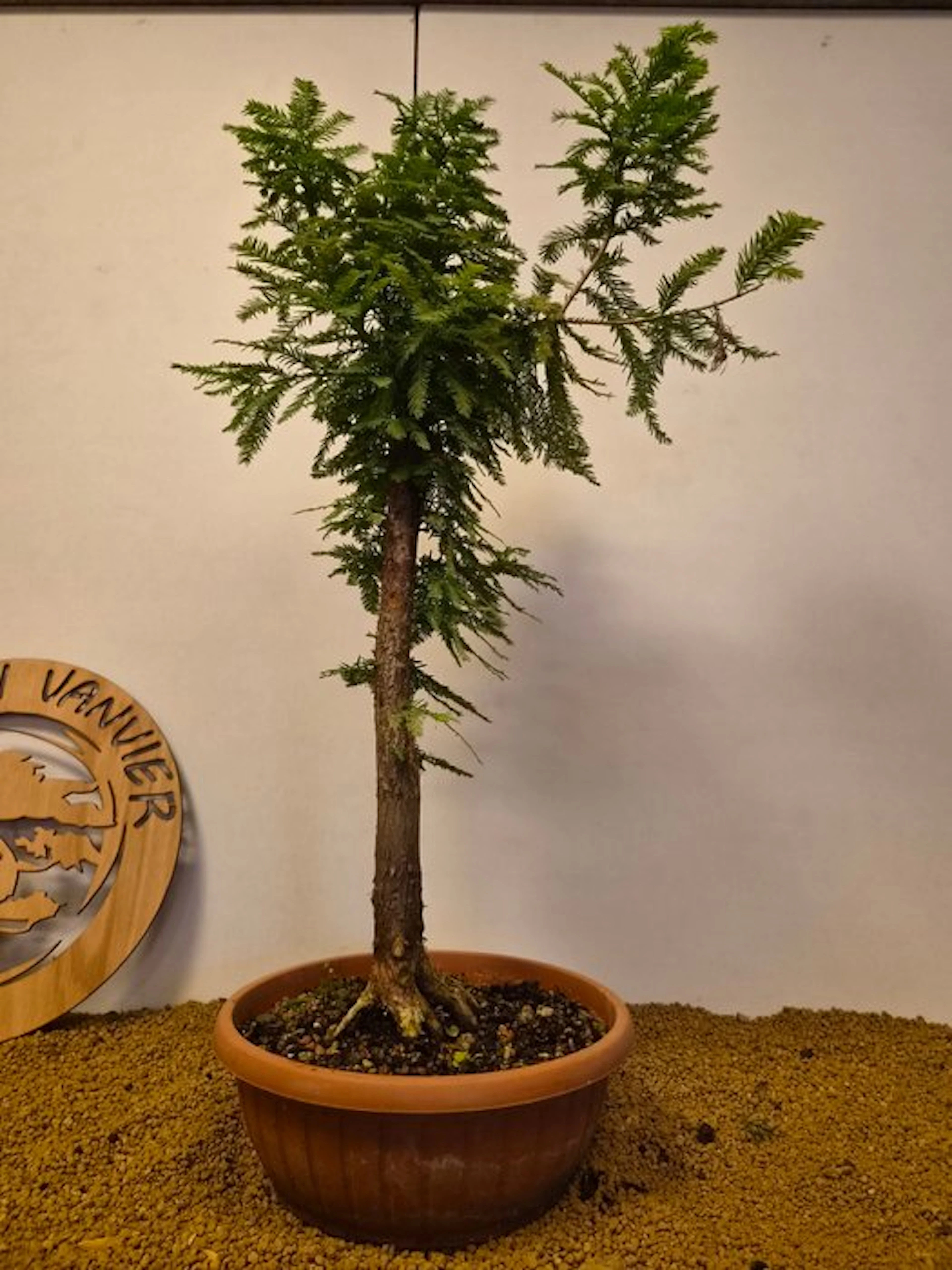 Sequoia North - Height (Tree): 76 cm - Depth (Tree): 37 cm - Belgium