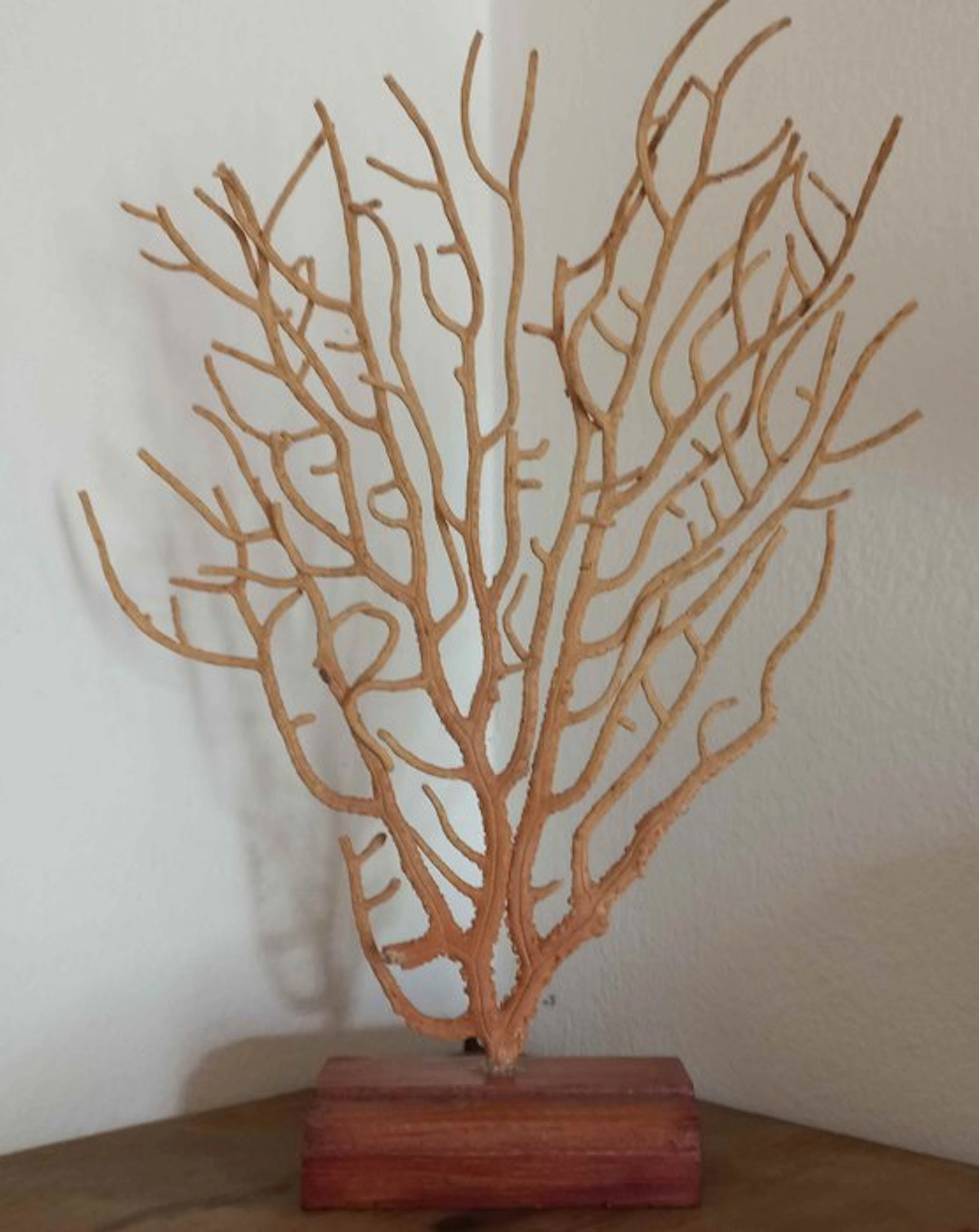 Coral Taxidermy full body mount - Gorgonia Bianca...
