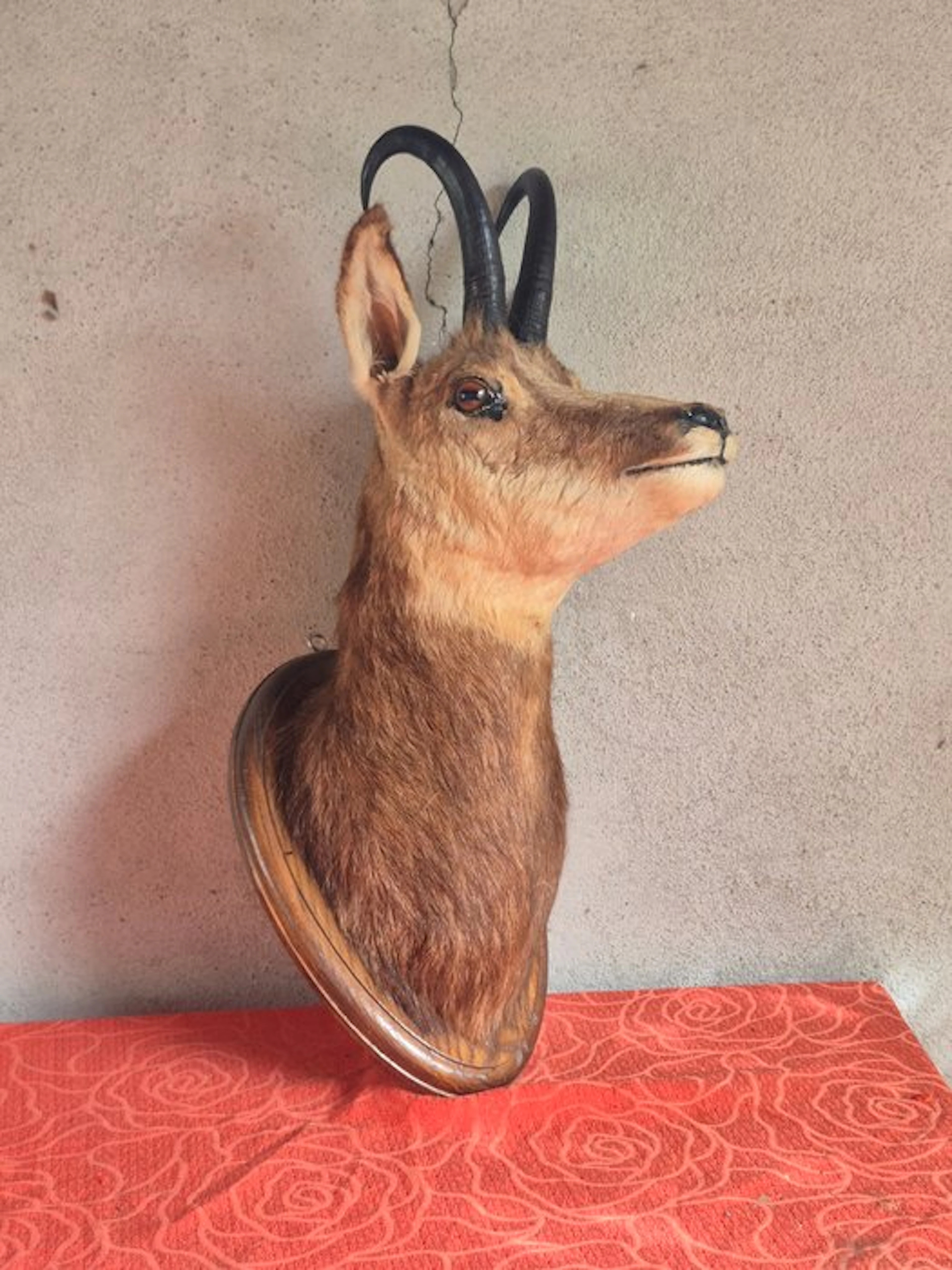 Chamois Taxidermy wall mount - Rupicaprfa rupicapra...