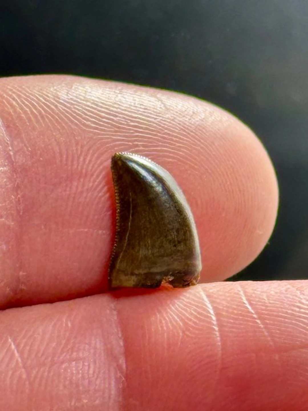 Tyrannosaur - Fossil tooth - Judith River formation...