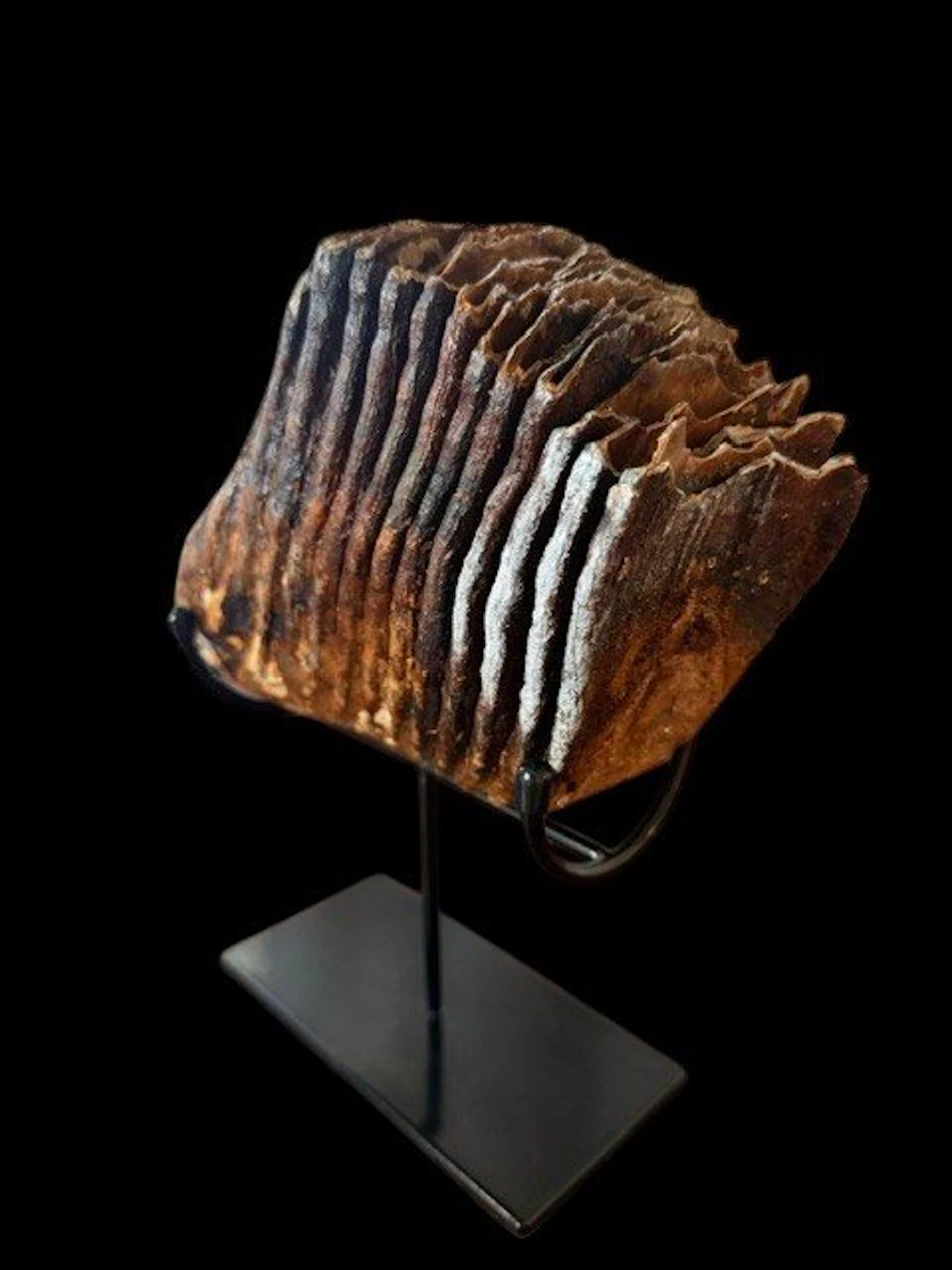 Woolly Mammoth - Fossil molar - 21 cm - 16 cm