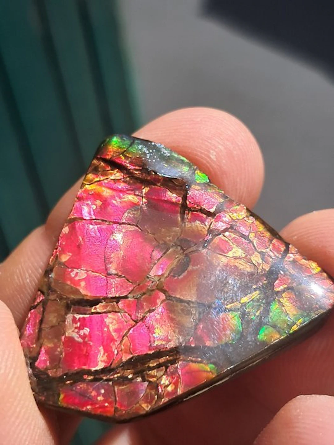 Ammolite - Fossil fragment - Placenticeras - 3.5 cm - 3.5 cm (No reserve price)