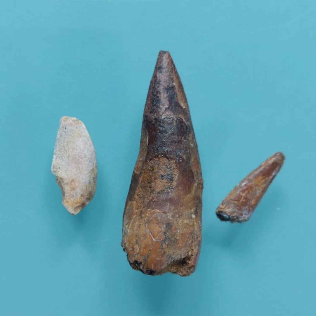 Dinosaur - Fossil tooth - Abelisaurus