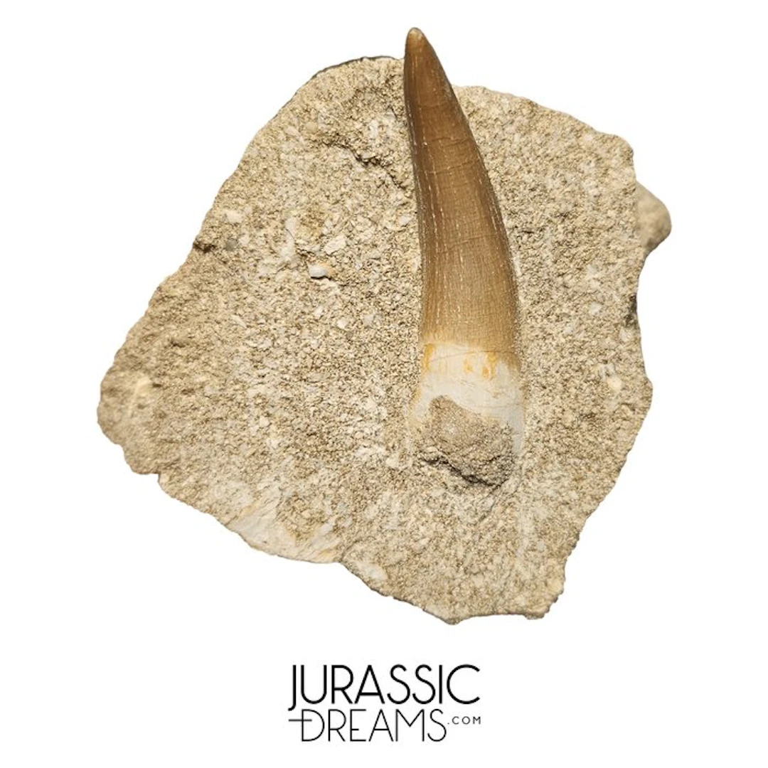 Large Zarafasaura oceanis (Elasmosaur) Tooth in Natural...