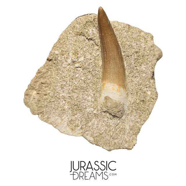 Large Zarafasaura oceanis (Elasmosaur) Tooth in Natural...