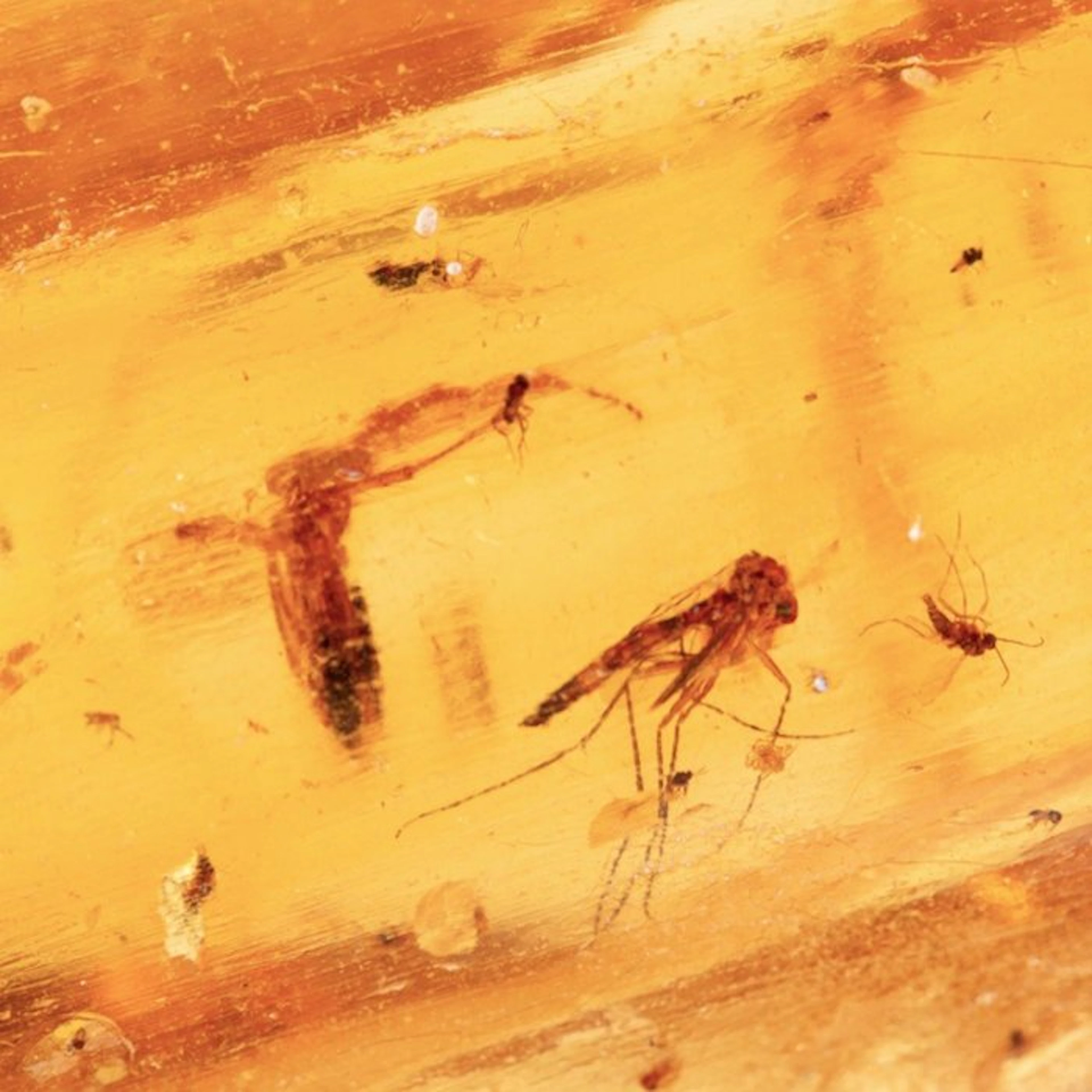 Incredible Masterpiece of Nature - Pleistocene Amber...