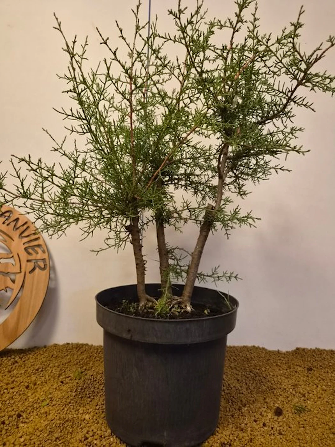 Cupressus goveniana - Height (Tree): 61 cm - Depth (Tree): 43 cm - Belgium