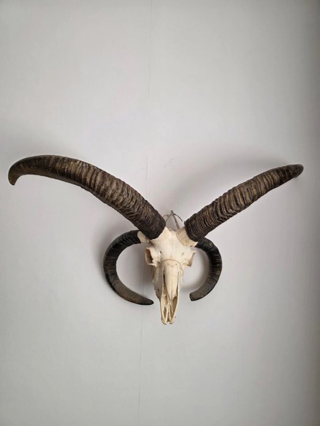 Jacob sheep Skull - ovis aries - 50 cm - 84 cm - 23 cm- Non-CITES species - (1)