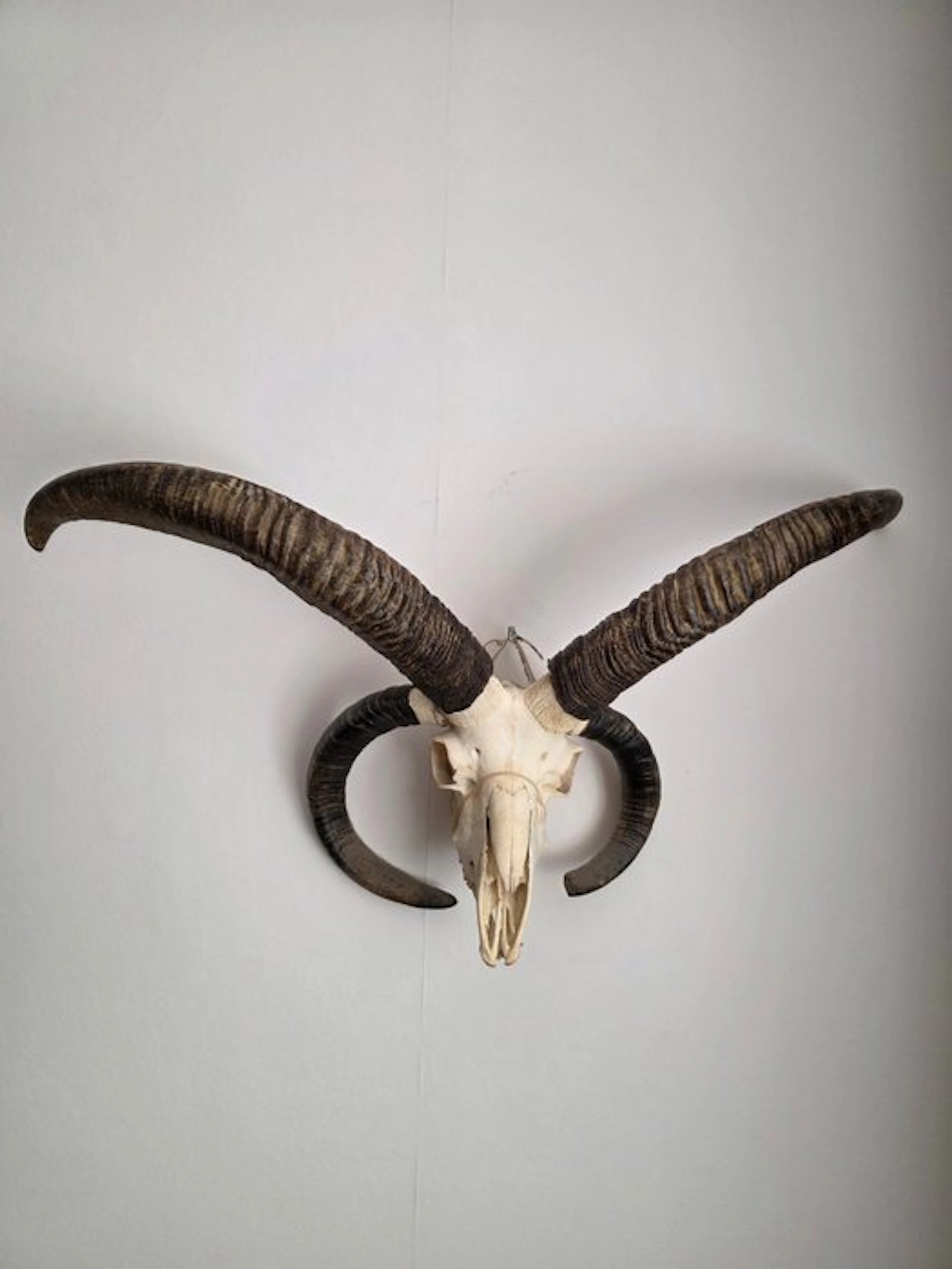 Jacob sheep Skull - ovis aries - 50 cm - 84 cm - 23 cm- Non-CITES species - (1)