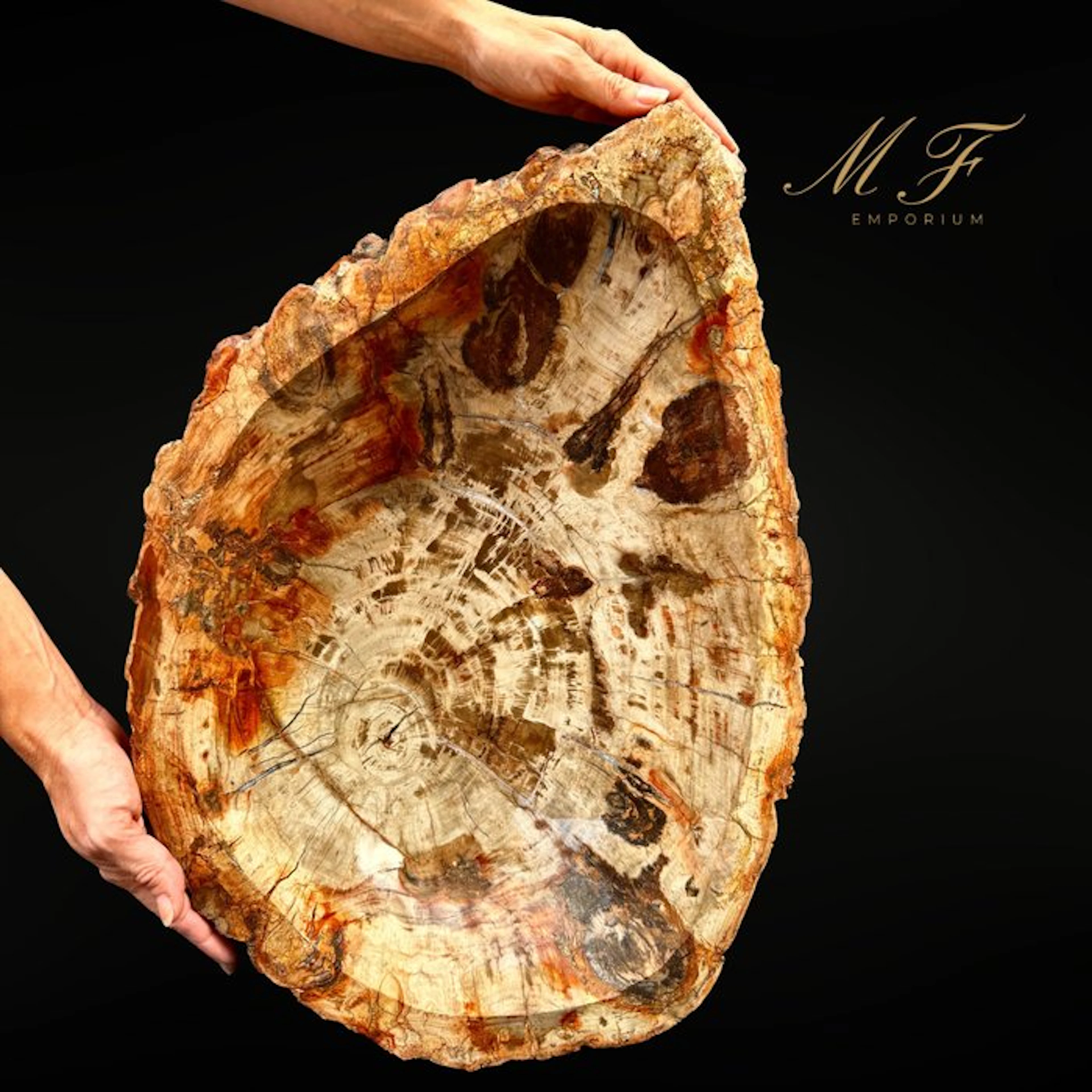Monumental Bowl in Natural Petrified Wood from Madagascar...