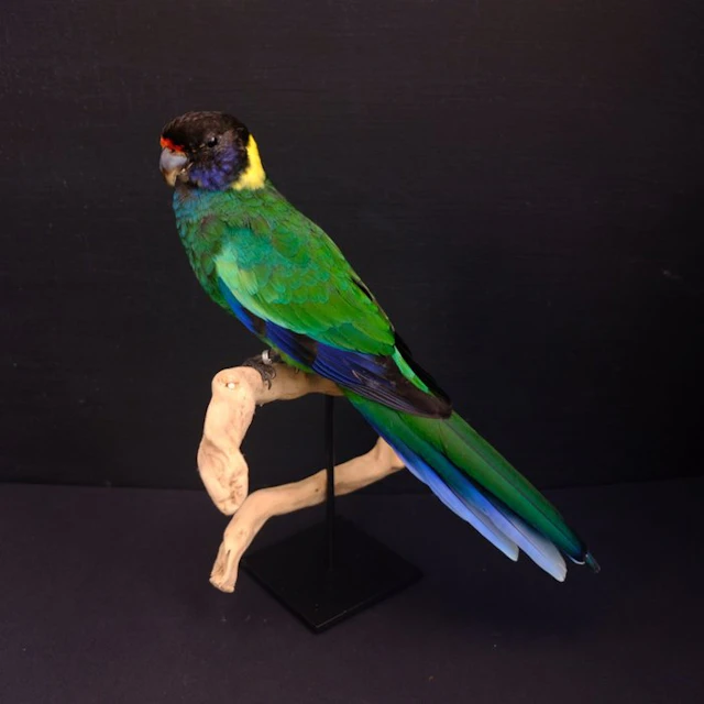 Port Lincoln parquet Taxidermy full body mount...