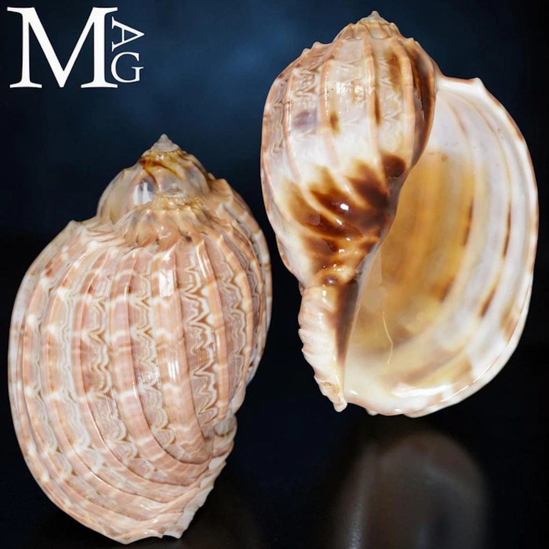 Exquisite Madagascar Collector Specimen - Harpa Major...
