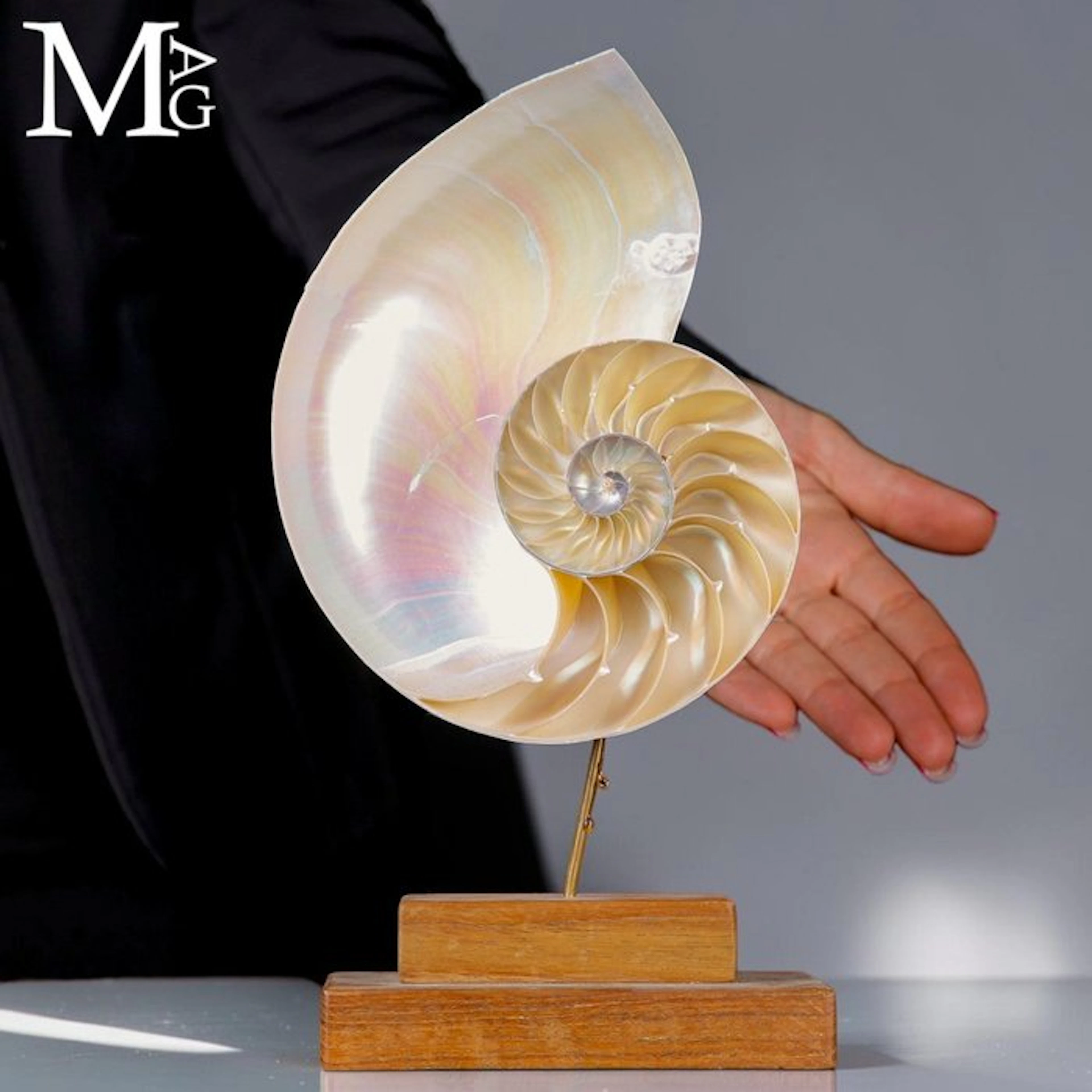 Iridescent Mother-of-Pearl Nautilus Pompilius - Perfectly...