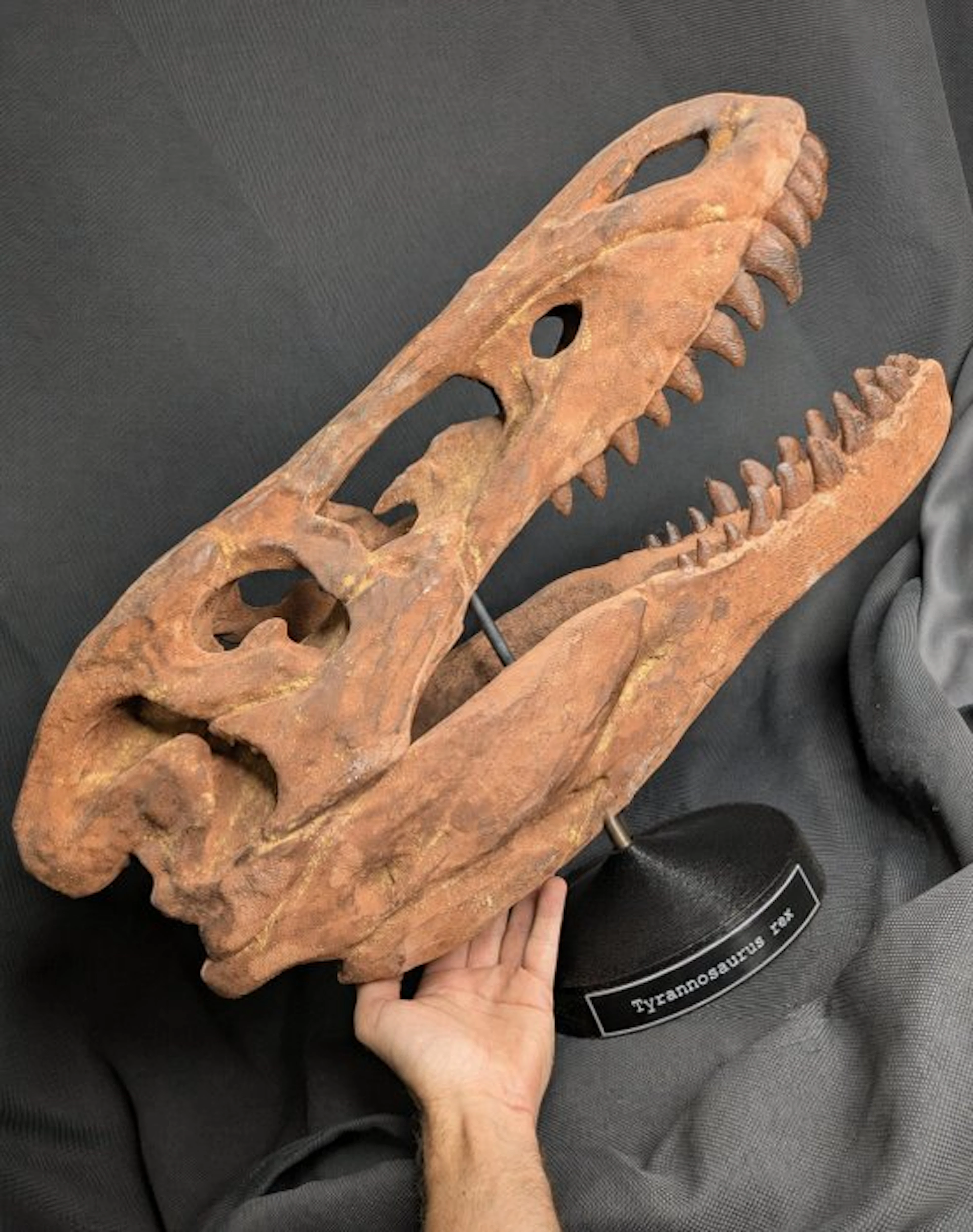 Fossil skull - Jane (Tyrannosaurus rex juvenile specimen)...