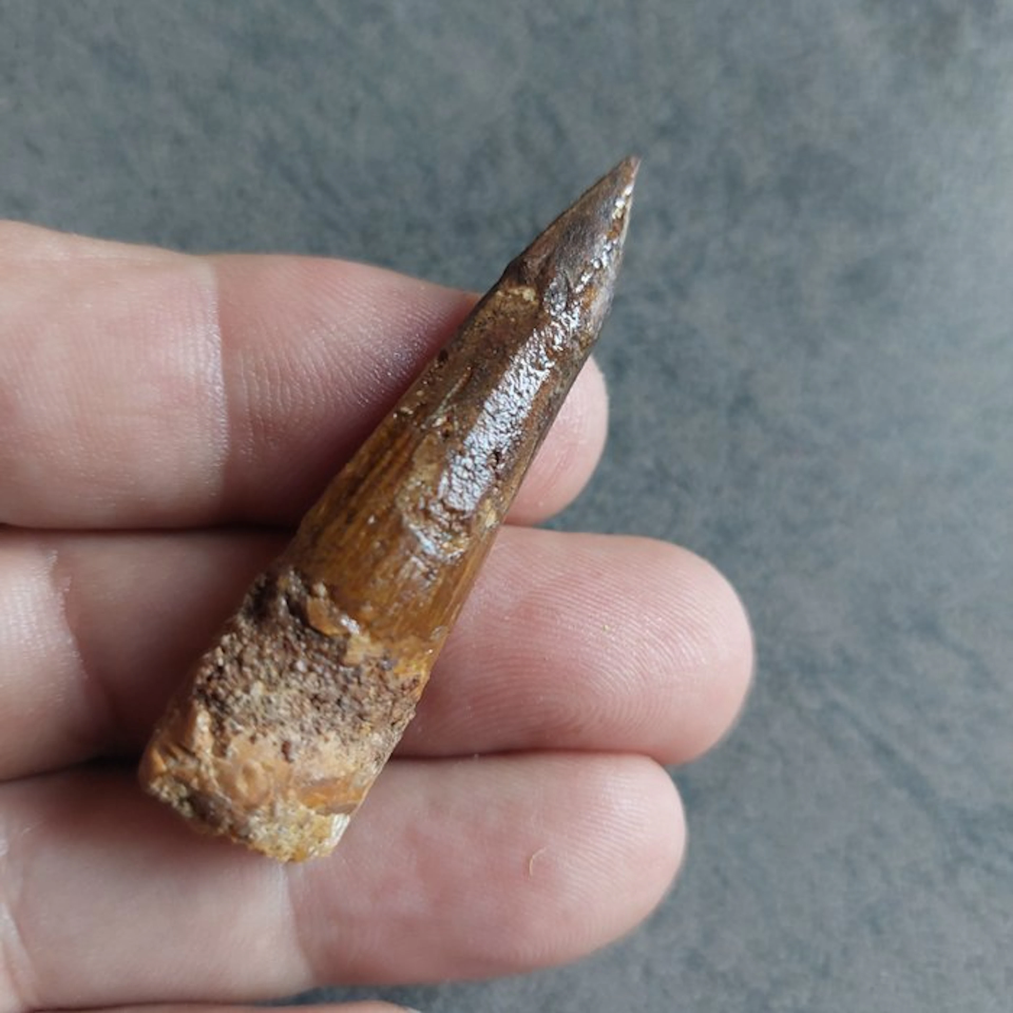 Spinosaur - Fossil tooth - Spinosaurus aegyptiacus - 58...