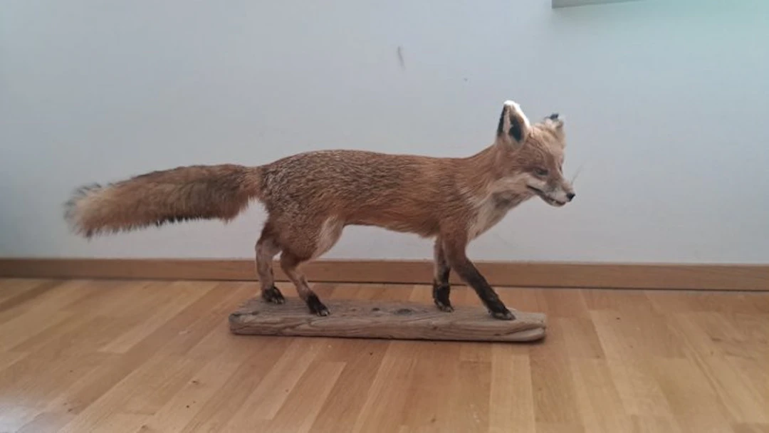 Red Fox Taxidermy full body mount - Fox fuchs Taxidermie...