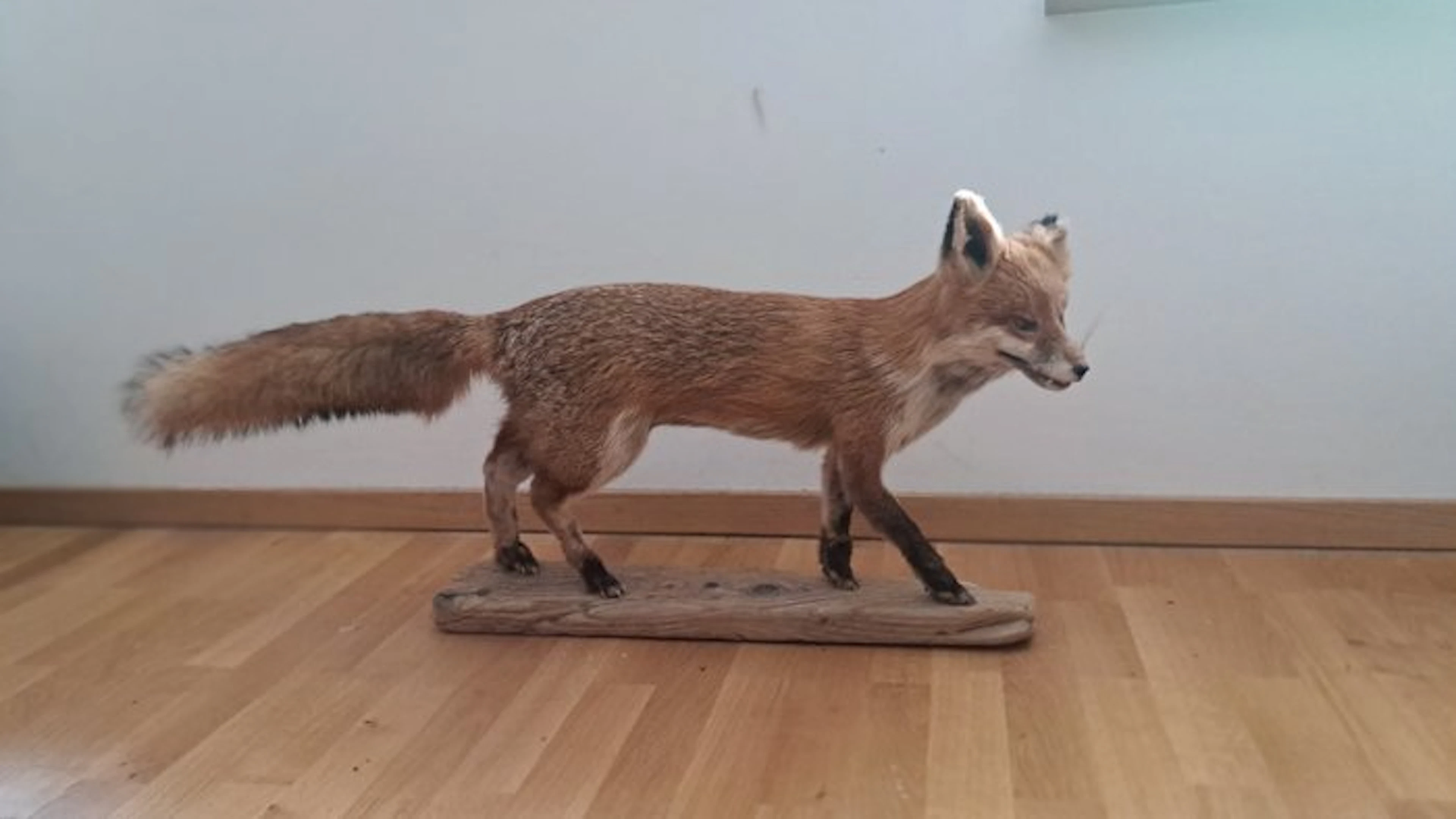Red Fox Taxidermy full body mount - Fox fuchs Taxidermie...