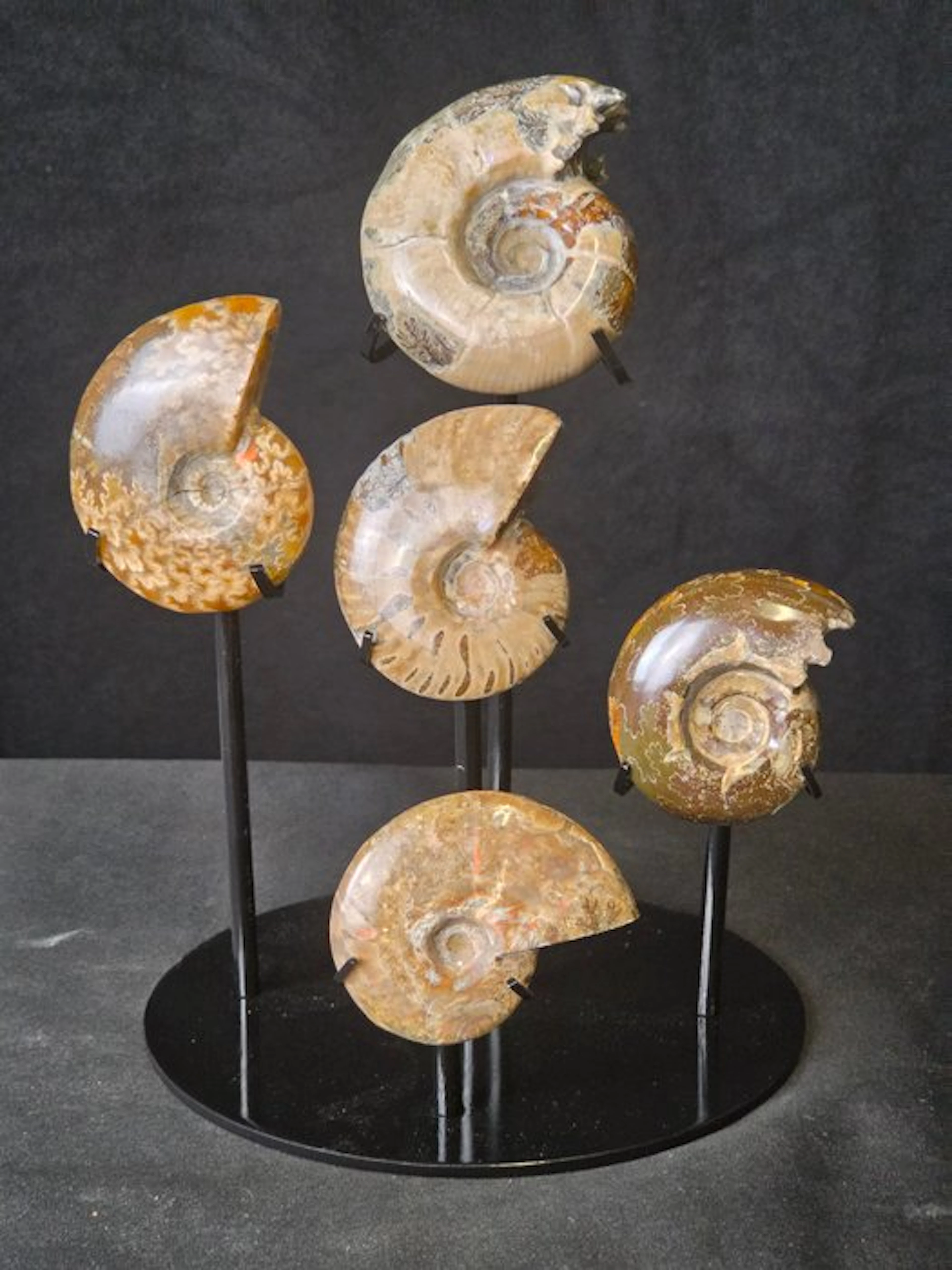 Ammonite - Fossilised animal - Collection of 5 Polished...