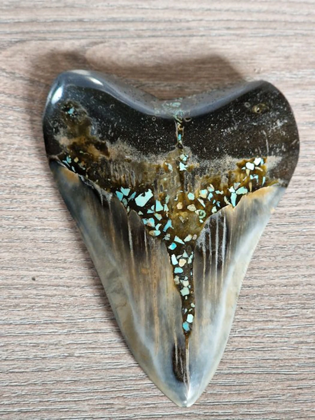 Megalodon - Fossil tooth - 12.4 cm - 8.4 cm