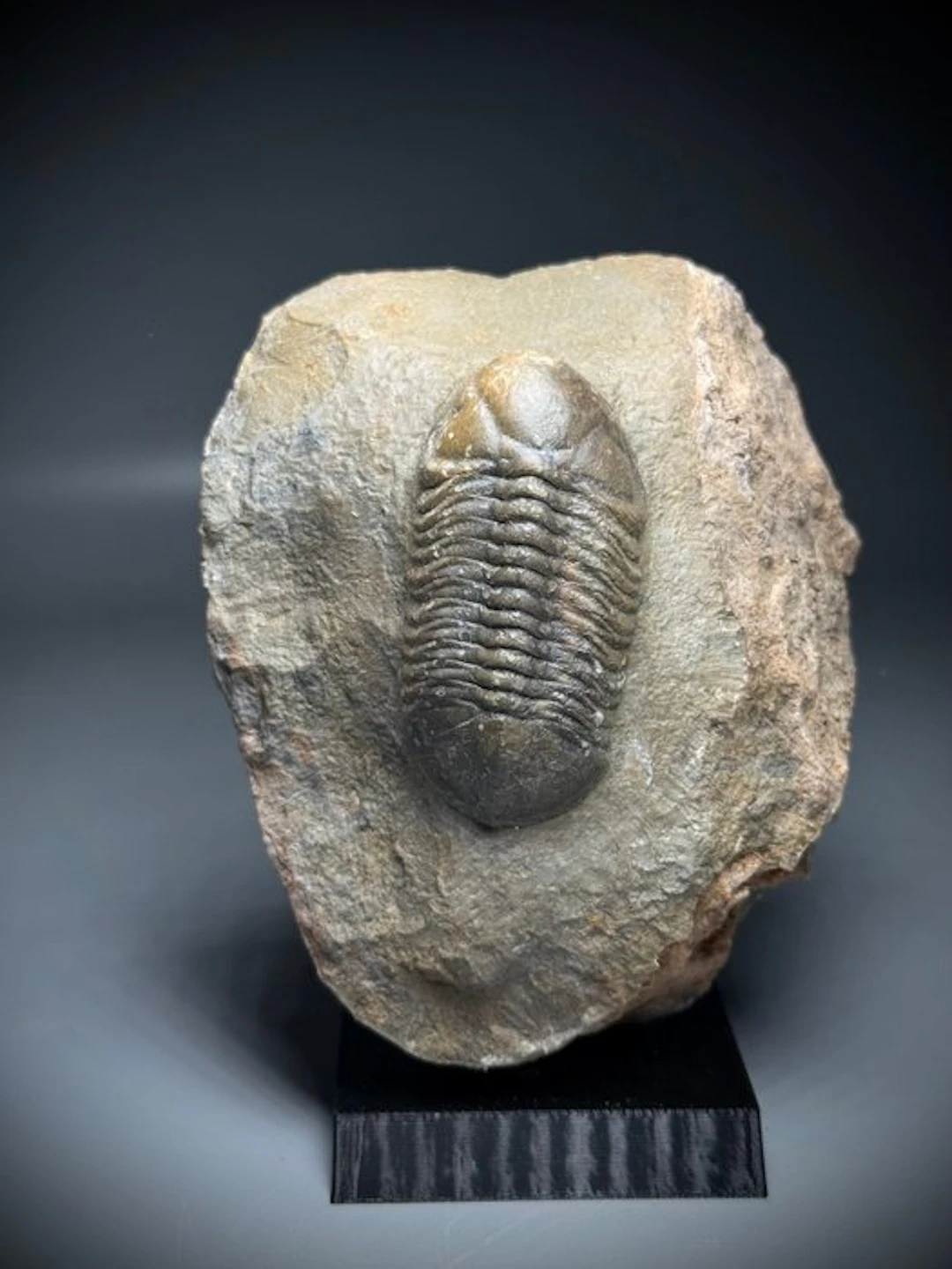 Rare Struveaspis sp